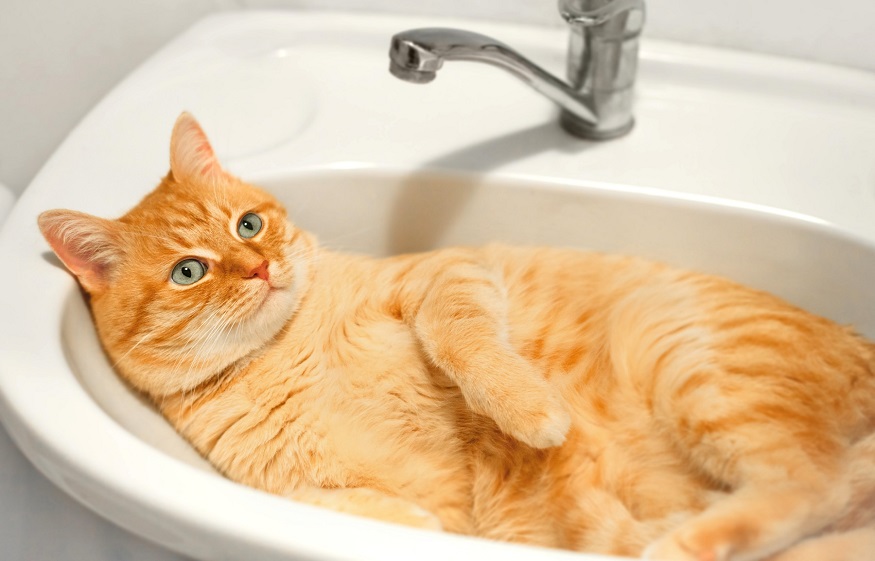 Plumbing System Pet Proof
