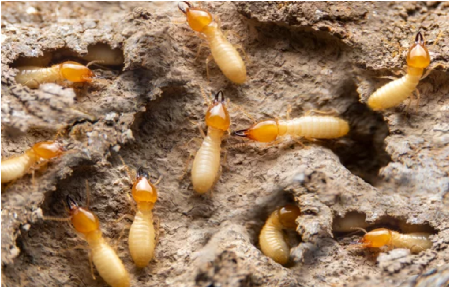 Termites – The Little Buggers (Avoidance and also Control).