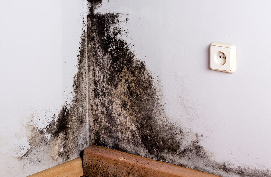 How to recognize, treat, and prevent black mold exposure