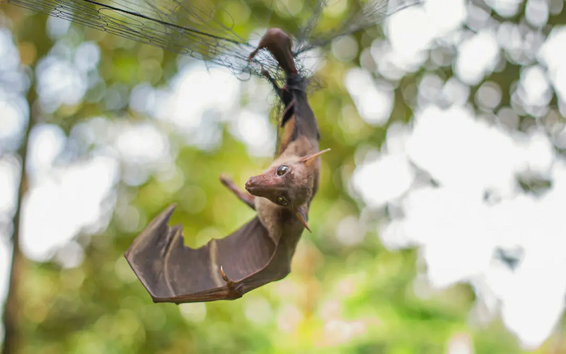 Bat Removal Service