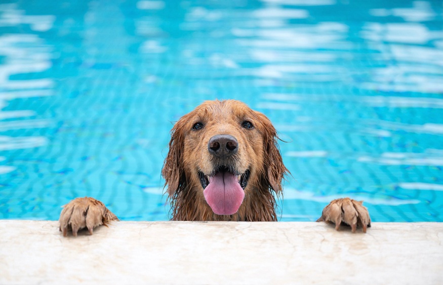 Poolside Pet-Friendly Zones