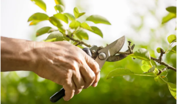 tree cutting service.