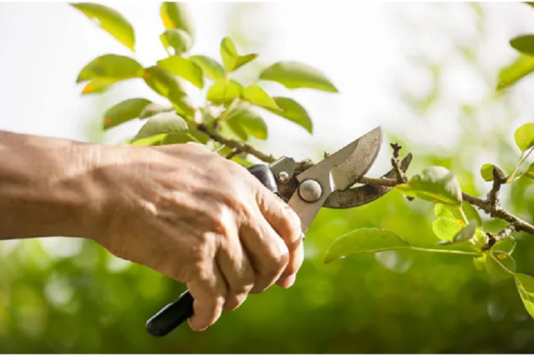tree cutting service.